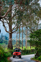 Recorrido en Jeep Willys entre Salento y el Valle de Cocora. A 11 kilómetros de la cabecera municipal de Salento se encuentra el Valle de Cocora. Esta área es considerada una zona de amortización del Parque Nacional Natural de los Nevados. El valle se encuentra entre los mil 800 y los 2 mil 300 metros sobre el nivel del mar y se ubica dentro de la reserva natural de Acaime. Cocora está dividida por el paso del Río Quindío y en sus terrenos empiezan a elevarse majestuosamente las laderas que son cuna del árbol nacional, la Palma de Cera del Quindío. A un extremo del valle se encuentra el cerro de Morrogacho que se convierte en otro de los atractivos de la zona. Pero no sólo el paisaje y las aguas del río Quindío son lo llamativo de Cocora, las truchas que se crían y pescan en la zona se convierten en un atractivo culinario muy apetecido. Las caminatas y recorridos a caballo deleitan a los visitantes que llegan a Cocora, recorridos que lo pueden llevar a enfrentarse al embrujo del paisaje de montaña en la zona, y al hermoso espectáculo de nieblas casi perpetuas en la zona alta, además, es en este lugar mágico donde se encuentran los nacimientos de agua que abastecen al Quindío. Salento y Cocora son dos enigmáticos lugares ubicados en las laderas montañosas del Quindio, son la puerta de entrada al paraíso montañoso del Eje Cafetero, con el verde majestuoso y deslumbrante con que la naturaleza premió a esta región dejan su brillo y belleza propios.