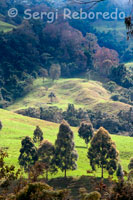 Vegetació exuberant al Parc Natural de la Vall de Cocora. Un dels paisatges que més m'ha impressionat d'aquest país és el de la Vall de Cocora, al municipi de Salento, una de les zones d'amortiment i entrada al Parc dels Nevats a la zona cafetera de Colòmbia. És també el preàmbul del bosc de boira, on creix el palmell de cera, Ceroxylon quindiuense, el "arbre nacional" del país. Aquesta colònia de palmes, que s'anuncia ja en el descens de l'alt de la línia cap a la ciutat d'Armènia, configuren un paisatge únic, de gegants silenciosos, testimonis del pas del temps, ja que un palmell d'aquestes requereix de fins a 200 anys per assolir la seva altura mitjana, que és de 60m. Fer una descripció de les sensacions que evoca aquest lloc és gairebé impossible, almenys per a mi. És una barreja de sorpresa i profund respecte per la bellesa del món natural, i és també la classe de "passeig" que prefereixo, ja que no només permet la distracció inherent a tot viatge, sinó que a més fa possible el contacte íntim amb gran part de la història i tradició nacional, així com amb la seva riquesa botànica i faunística. El palmell de cera és l'hàbitat del lloro orejiamarillo, espècie en perill d'extinció, ja que les palmes van ser aprofitades durant molt de temps per teixir els populars rams utilitzats en setmana santa, per a la celebració del diumenge de rams, pràctica que fins fa un parell d'anys ha començat a canviar. Atès que la part utilitzable és el plomall de la palma, aquestes eren tombades per assolir causant seriosos estralls en l'ecosistema d'aquest bell ocellet.