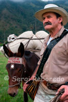 El traginer Marco Fidel Torres és pràcticament una fotocòpia de la publicitat dels cafès Juan Valdez. Marco Fidel Torres, un autèntic exponent de la arriería. Pots trobar-lo i xerrar amb ell, a la Vall del Cocora. És tot un expert. Arribar a aquest lloc al · lucinant és molt fàcil. Des Armènia es pren un bus cap a la població de Salento, aquests estan disponibles tot el dia, ja que l'afluència de turistes és molt alta, persones que arriben a veure l'impressionant bosc conformat per les palmes, o grups de persones que pretenen arribar fins al parc dels nevats a gairebé 8 h de camí. Ja en Salento ha prendre un yipao o yipeto, molt comuns i representatius de tota la zona cafetera, que el transportarà fins a la vall. La zona, una de les més belles de Colòmbia per les seves excepcionals paisatges cafeters, amb cinquenes de clara arquitectura colonial i vistosos colors, s'ha convertit en una de les zones del país més apta per al ecoturisme, de manera que és fàcil trobar finques que poden llogar o restaurants-finca on s'ofereix truita cultivada a la zona, que és una altra de les activitats econòmiques predominants. Des d'aquí s'inicia el recorregut cap al bosc de boira, per una vall enorme, només poblat per palmells de cera, que guiaran el viatger, a manera de guardians silenciosos, fins a les primeres turons que anuncien ja l'arribada al bosc de boira, i on el viatger, depenent de les seves reserves físiques i de la seva curiositat, ha de decidir si continuar o quedar-se, ja que la topografia es fa cada vegada més trencada.