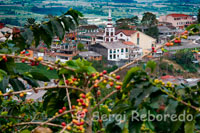 Cafetales junto al municipio Buenavista. Quindío. CAFE DE COLOMBIA es la denominación que se le otorga al café 100% arábico producido en las regiones cafeteras de Colombia, delimitadas  entre la latitud  Norte 1° a 11°15, Longitud  Oeste  72° a 78° y rangos específicos de altitud que pueden superar los 2.000 metros sobre el nivel del mar (m.s.n.m.). Surge de la particular combinación de diversos factores correspondientes a la latitud y altitud de la tierra del café en Colombia, sus suelos, el origen botánico de la especie y variedades de café producidas, el clima caracterizado por el doble paso de la Zona de Convergencia Intertropical, la cambiante topografía, la luminosidad, rango favorable de temperaturas, una adecuada cantidad y distribución de las lluvias durante el año y unas prácticas culturales comunes que incluyen procesos de recolección selectiva y de transformación del fruto mediante su beneficio, lavado y secado. Estos factores, de manera conjunta, conducen a la producción de  un café sobresaliente, suave,  de taza limpia con acidez relativamente alta, cuerpo balanceado, aroma pronunciado y un perfil sensorial de excelente calidad. Además, la arraigada tradición de la recolección selectiva del Café de Colombia, el procedimiento de beneficio o post cosecha por la vía húmeda,  el proceso del secado  y su posterior clasificación mediante la trilla, garantizan la óptima calidad del producto. El Café de Colombia es sin duda un café sobresaliente, no sólo por su combinación y balance de atributos de calidad, sino por la unión de los productores colombianos de café en torno a su Federación Nacional de Cafeteros, para llevar a cabo un esfuerzo consistente desde que el café llegó a Colombia como una bonita historia hasta que se desarrollaron los instrumentos  de respaldo al producto desde el árbol a la taza. Detrás del producto Café de Colombia se han unido no sólo los productores sino los dueños de marcas 100% Colombiano que son conscientes de la importancia del origen en un café no sólo desde el punto de vista de su calidad sino desde el punto de vista social y ambiental. Para quienes procesan, distribuyen y consumen café colombiano es evidente que el producto  debe tener además de una garantía de origen â”€para asegurar que efectivamente venga de la tierra del caféâ”€ser producido y comercializado bajo los valores de honestidad, trabajo duro y bienestar para el productor, quien se encuentra inmerso en programas de sostenibilidad en acción. Es así como los consumidores que aprecian el café como mucho más que una bebida, encuentran que consumiendo 100% café colombiano no sólo les permite tener acceso a un referente mundial en el mundo de las bebidas, sino compartir sus valores e intereses en novedosas comunidades que les permiten decir que llevan sus vidas al 100%.