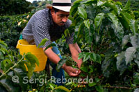 A farmer collects the coffee in the San Alberto. (Buenavista, Quindio). San Alberto captures the work of a family for over 35 years has worked with passion and dedication to offer the world achieve the best fruits of a blessed land. In 1972 Gustavo Leyva Monroy buy the Hacienda La Alsace, and it acquires the name of St. Albert, in honor of his son Gustavo Alberto, who died in a plane crash. There is no absolute certainty about the conditions under which coffee came to Colombia. The historical evidence indicate that the Jesuits brought seeds of grain to New Granada in 1730, but there are different versions about it. Tradition says that the coffee beans arrived from the east, carried by a traveler from the Guianas and through Venezuela. The earliest written evidence of the presence of coffee in Colombia is attributed to the Jesuit priest José Gumilla. In his book The Orinoco Illustrated (1730) recorded its presence in the mission of St. Teresa of Tabajé, near the mouth of the Meta River in the Orinoco. The second written testimony belongs to the Archbishop-Viceroy Caballero y Gongora (1787) who in a report to the Spanish authorities recorded its cultivation in regions near Girón (Santander) and Muzo (Boyaca). The first coffee crop grown in the east of the country. In 1835 came the first commercial production and the record shows that the first 2,560 bags were exported from the office of Cucuta, on the border with Venezuela. According to testimony at the time attributed to Francisco Romero, a priest during confession imposed by the parishioners of the population of Salazar de las Palmas penance to plant coffee, a big boost in spreading the cultivation of grain in this area of the country. These seeds have allowed the presence of coffee in the departments of Santander and Norte de Santander, in the northeast of the country, and their subsequent propagation, since 1850, toward the center and west through Cundinamarca, Antioquia and the area of Old Caldas (see map Arrival and expansion of coffee in Colombia).