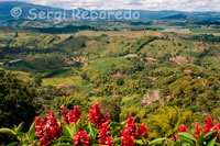 Plantacions de cafè al municipi de Bellavista, Quindío. Un factor clau en la qualitat del cafè és el balanç entre els seus diferents atributs i característiques. El Cafè de Colòmbia es caracteritza per ser una beguda amb una tassa neta, amb acidesa i cos mitjà / alt, aroma pronunciat i complet. Aquestes qualitats es poden obtenir sempre que es sembrin les espècies i varietats vegetals adequades per a un entorn particular, caracteritzat per ser una zona tropical d'alta muntanya amb tipus de sòls i clima particulars, i es realitzen processos acurats d'atenció en el procés dels cultius, en la recol · lecció del gra i en els processos de post collita. Els processos d'industrialització han de realitzar idealment en períodes no molt allunyats de la collita. Les característiques especials de qualitat comencen amb la selecció del material vegetal i genètic adequat. És per això a Colòmbia únicament es cultiva cafè 100% de l'espècie Aràbica, el qual produeix una beguda més suau. Diferents varietats vegetals d'aquesta espècie que s'adapten als entorns específics de la geografia colombiana, o una barreja d'elles, constitueixen la matèria primera del cafè colombià. Les principals varietats de cafè aràbic que se sembren a Colòmbia són: Típica, Borbó, Maragogipe, Tabi, Caturra i la Varietat Castell, abans coneguda com Varietat Colòmbia. La selecció del material vegetal és responsabilitat de Cenicafé, un dels centres de recerca en cafè més desenvolupats del món.