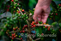 Recolección del café en la Hacienda San Alberto. (Buenavista, Quindío). Café San Alberto goza de un sabor y aroma exclusivo, gracias a las excelentes cualidades geográficas y climáticas de su hacienda productora, ubicada en Buenavista, Quindio, a 1500 mts del nivel del mar. Allí confluyen vientos calientes del valle del Quindío y fríos de la Cordillera Central Colombiana. El 100% de la producción de Café San Alberto proviene de frutos de la tierra de la Hacienda, donde además se ejecuta el proceso de la Quintuple Selección. Como se puede observar, el café en Colombia se cultiva en las diferentes vertientes de las tres ramas de la Cordillera de los Andes y en la Sierra Nevada de Santa Marta, que recorren la totalidad del país desde la costa caribeña, al Norte, hasta la frontera de Colombia con Ecuador, al Sur. Sin embargo, en la práctica el cultivo y la recolección del café se extienden en una zona que oscila entre 850.000 y 900.000 hectáreas. Otras áreas en las que se podría producir café se dedican al mantenimiento de bosques naturales y a otras actividades agrícolas. Si quiere conocer más sobre las regiones y personas que cultivan el café en Colombia por favor visite la tierra del café. Otros factores ambientales asociados con la temperatura a la que crece el cultivo son también determinantes para obtener una bebida de calidad superior. La cercanía a la línea ecuatorial genera una exposición a la radiación solar que influye en las temperaturas medias que se registran en las vertientes montañosas de Colombia. En estas especiales condiciones se registra la existencia de microclimas y condiciones que favorecen al cultivo del café de alta calidad. En las alturas del trópico se presentan temperaturas medias, sin variaciones extremas durante el año.