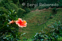 Plantaciones de café en la Finca cafetera San Alberto. (Buenavista, Quindío). Para dimensionar la importancia del trabajo del productor cafetero colombiano y el de su familia, bien vale la pena recordar que para producir una libra de café tostado de Café de Colombia de 500 g  es en primer lugar necesario seleccionar  cerca de 1,900 cerezas o frutos de café (en óptimo estado de madurez. La selección y beneficio (proceso de post cosecha que incluye despulpado, lavado y secado) de las cerezas de café constituye, sin duda, uno de los trabajos más arduos, minuciosos y personalizados de toda la cadena de producción de café. Es en estos procesos donde se decide obtiene un café de calidad. Basta recordar que  para recolectar el número de frutos maduros necesario para obtener  una libra de café tostado es necesario esperar pacientemente a que 1 árbol de café produzca, durante todo un  año, el número de cerezas requerido. En el caso de las variedades menos productivas, que producen café a la sombra, es necesario obtener los frutos de más de 2 árboles de café durante el mismo año para obtener la misma libra de café tostado. El arte de producir un buen Café Colombiano con recolección y beneficio selectivos es sin duda un trabajo artesanal y paciente que pocos consumidores conocen y valoran en su justa dimensión.