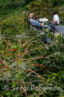 Uns alemanys degusten cafè a la Hisenda cafetera Sant Albert després d'haver fet un tast. (Buenavista, Quindío). Una família productora de cafè a Colòmbia té una producció mitjana de l'equivalent a 1,400 quilos de cafè verd a l'any, és a dir unes 2,360 lliures de 500 g. Per produir aquest volum de cafè cal seleccionar en els processos de recol · lecció, l'equivalent a prop de 5.2 milions de cireres de cafè, les quals a més s'han de rentar i assecar-se per obtenir un producte de qualitat, rebutjant els grans defectuosos en aquest procés. Al final d'aquests treballs inicials s'obté l'anomenat cafè pergamí. És en aquest punt en què gran part dels productors porten el seu producte a la xarxa de comercialització interna a Colòmbia. El gra sec pergamí es trilla per retirar la capa groga que el recobreix i obtenir el cafè verd a ametlla. Un cop retirat el pergamí a les trilladores, el gra es selecciona i classifica acuradament, tenint en compte la seva grandària, pes, color i aparença física (defectes). Aquest cafè ametlla és el insumo per a l'elaboració del cafè torrat, del cafè soluble i dels extractes de cafè dels processos d'industrialització del cafè, i es caracteritza pel seu color verd, una olor característica de cafè fresc i una humitat mitjana del 10 al 12%. Perquè aquest cafè verd sigui exportat ha hagut de passar per diferents punts d'anàlisi de qualitat sensorial, granulometria i humitat d'acord amb les regulacions vigents a Colòmbia (vegeu regulació nacional). Un cafè colombià només pot exportar si compleix els paràmetres mínims de qualitat vigents, els quals són revisats en tots els ports des d'on s'exporta cafè a Colòmbia. Aquesta tasca la realitza Almacafé.    