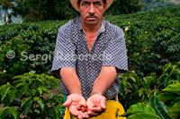 Un recolector muestra como se recolecta el café grano a grano en la Hacienda cafetera San Alberto. (Buenavista, Quindío). Para asegurar la calidad, los esfuerzos de los cafeteros colombianos no terminan en su territorio. A través del Programa 100% Colombiano empresas tostadoras de todos los continentes compran su café verde colombiano y lo venden bajo sus marcas 100% colombiano a consumidores en todo el mundo. A cada una de estas marcas se le hace un seguimiento de calidad en laboratorios de calidad, en diferentes continentes, para asegurar que el producto es consistente con los estándares de calidad requeridos y que cumple con las regulaciones de garantía de origen para el café tostado y empacado por terceros. El Café Colombiano también puede llegar a su taza en una cafetería o restaurante que compre o utilice café tostado colombiano. Los cafeteros de Colombia, buscando generar mayor conocimiento sobre su esfuerzo y su origen, también han desarrollado sus tiendas de café Juan Valdez con el fin de promocionar su producto y llevar al consumidor un mensaje amable asociado con su esfuerzo, respeto y dedicación por la bebida. Se puede decir que antes de la exportación, un lote de café colombiano se va a verificar en varios puntos en donde se analiza y evalúa su calidad, desde la finca hasta el puerto de exportación. Adicionalmente, a través de compañías especializadas de muestreo y laboratorios contratados para tal efecto, se realizan análisis en todos los continentes de marcas de café colombiano procesadas y distribuidas por terceros en todos los continentes. Anualmente se realizan alrededor de 1,200 análisis de calidad al año de este tipo. Colombia se ha convertido en un referente mundial en términos de café por su obsesión por construir un sistema de aseguramiento de la calidad para su producto que va desde la semilla del árbol, asociada con el trabajo de Cenicafé, hasta la taza de café 100% Colombiano, que llega a millones de consumidores en todo el mundo.