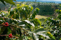 Plantaciones de café en la Hacienda cafetera San Alberto. (Buenavista, Quindío). La mayoría de las marcas que se compran en un supermercado o se sirven en una oficina consisten en mezclas de cafés de diversos orígenes, con diferentes niveles de calidad, cuyo origen verdadero se desconoce. Una marca de 100% Café de Colombia está garantizada porque contiene solamente "el mejor café del mundo", sin cafés de otros orígenes mezclados en la misma. El Café de Colombia es entonces un origen encontrado en numerosas marcas de café. Consumidores exigentes de todo el mundo son conscientes de la importancia del origen  del café que consumen. Se sabe además que el café es mucho más que una bebida y que el lugar de producción del café es el principal determinante de la calidad del café que se consume.  Es así como los tostadores y clientes de marcas de café 100% Colombiano, no sólo están comprometidos con proveer a sus clientes y consumidores un Café de Colombia de calidad superior, sino que comparten con los cafeteros colombianos sus más preciados valores: la autenticidad, el espíritu de trabajo duro y dedicado para producir un café de calidad superior proveniente de la tierra del café. Comparten, en otras palabras, los valores y personalidad del personaje Juan Valdez. En el mundo el café colombiano es reconocido como un producto de calidad superior que se ha convertido en un referente mundial. Detrás del Café de Colombia hay una organización de productores única en el mundo dedicada a mejorar la calidad de vida de las comunidades productoras de café con ambiciosos programas de sostenibilidad en acción,  que busca garantizar la calidad, autenticidad y consistencia del producto del árbol a la taza, y que se esfuerza en proveer a clientes y consumidores una garantía de origen. Millones de consumidores, de marcas distribuidoras y centenares de miles de productores comparten estos valores y e intereses, conformando redes sociales dedicadas a demostrar que los valores de los productores son 100% compatibles con la gente del café que vive en  los Andes colombianos. Tanto los cafeteros colombianos como quienes consumen el café colombiano en el mundo, realmente somos 100%.