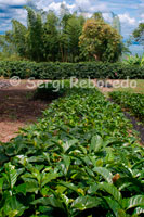 Esquejes de platas de café en la Hacienda cafetera San Alberto. (Buenavista, Quindío). En el proceso de llevar a una deliciosa taza de café colombiano a millones de consumidores en el mundo no es fácil. Del árbol a la taza se requiere el esfuerzo y dedicación de centenares de miles de familias productoras de café en Colombia cuyos tamaños de parcelas son inferiores a dos hectáreas. Adicionalmente, el esfuerzo conjunto de las personas que se dedican a las labores de trilla, transporte y almacenamiento del café, así como de su industrialización y distribución de marcas 100% colombiano, hacen la diferencia para llevar a consumidores de todo el mundo un café sobresaliente. Detrás del café colombiano sin embargo no sólo hay un esfuerzo continuo por respaldar la calidad; existe una historia no muy conocida de cómo la gente del café en Colombia se unió para superar retos y buscar objetivos comunes que no hubiesen podido lograr individualmente. La tierra del café en Colombia no sólo se destaca por poseer   condiciones extremadamente favorables para producir un café de montaña de alta calidad: también impuso retos logísticos y favoreció la necesidad de buscar estrategias que favorecieran a las comunidades rurales  y su calidad de vida. Es así como nació la unión en torno a la  Federación Nacional de Cafeteros (FNC) y a sus diferentes programas de sostenibilidad en acción.   Quienes disfrutan consumiendo 100% café colombiano saben que detrás de un producto de alta calidad hay un esfuerzo común y unos valores de sacrificio, honestidad y acción colectiva que hacen del producto no sólo 100% desde el punto de vista del origen y calidad, sino que lo hacen ideal para la gente 100% que existe en todo el mundo.