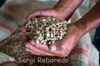 Granos de café secos dispuestos para el tueste en la Hacienda cafetera San Alberto. (Buenavista, Quindío). El Café de Colombia es un café 100% Arábica, suave y lavado, que crece en la montañosa zona Cafetera Colombiana y que cumple con los requisitos que determina el Comité Nacional de Cafeteros. Procesado, el Café de Colombia es una bebida suave, de taza limpia, con acidez y cuerpo medio/alto, aroma pronunciado y completo. En las diferentes regiones donde se produce el Café de Colombia con diferentes perfiles de taza, cuya presencia e intensidad depende de factores como temperatura media, suelo, y tipo de tostado, entre otros. Por medio de la cata, procedimiento que permite encontrar y valorar todas las características sensoriales que definen un café, se pueden identificar los sabores esenciales y el grado de los atributos deseados que satisfacen el gusto de los consumidores más exigentes. Siempre existirá un café colombiano que se adapte a sus gustos y necesidades. Sólo es cuestión de encontrarlo. Considerando que el café es un producto 100% natural y su consumo satisface en muchas ocasiones necesidades hedónicas,  se deben tener cuidados especiales en su preparación y almacenamiento, por ser un producto altamente sensible a la temperatura, el oxígeno del aire, la humedad, y olores extraños. 