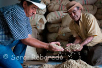 Unos trabajadores de la Hacienda cafetera San Alberto nos muestran los granos de café secos dispuestos para el tueste. (Buenavista, Quindío). El objetivo de la molienda es la reducción del tamaño del grano tostado para facilitar la extracción de los aromas y de los compuestos solubles durante la preparación de la bebida.  Así, el tiempo de contacto agua-café determina cuánto material saborizante de café será extraído del café molido. Para evitar un bajo desarrollo o un exceso de extracción de los componentes del sabor, es necesario establecer  el tamaño correcto de partículas del café molido. Así es como se hace necesario ajustar los molinos para garantizar este efecto. Como regla general, los tiempos prolongados de preparación deben complementarse con partículas más grandes (molido más grueso), y los tiempos más cortos con partículas más pequeñas (molido más fino). Desde luego que la calidad del agua tiene un impacto importante en el sabor final de la bebida. El agua debe ser transparente, no presentar olores y sabores extraños,  se debe procurar que esté libre de agentes contaminantes, o sustancias como el cloro, y que los contenidos minerales de calcio y magnesio que confieren dureza al agua, estén en mediana proporción (menor a 150 ppm, expresada como carbonato de calcio CaCO3). En este sentido,  no se debe emplear agua extraída de pozos profundos, ni agua tratada con cloro â”€aguas de acueducto que no hayan sido filtradasâ”€. En general, las mejores aguas (para evitar alteraciones de sabor) son las embotelladas. La temperatura del agua durante el proceso de preparación de la bebida afecta el grado de extracción de los componentes del sabor del Café de Colombia. Usualmente se utiliza el  agua  tan pronto llega a su punto de ebullición. El agua a estas temperaturas  libera los materiales aromáticos más rápidamente y permite una correcta extracción de otros solubles en un tiempo razonable.  Como regla general, la temperatura debe mantenerse constante a través de todo el ciclo de preparación. La relación entre la cantidad de agua por cada 500 gramos de café molido utilizado, determinará la densidad de la bebida y la capacidad de apreciarla. Dependiendo del país se puede consumir café muy diluido o café más concentrado. En el siguiente cuadro se detalla la concentración sugerida del Café de Colombia para un consumo típico en países como Colombia, Norte de Europa o Norteamérica.