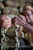 Granero en la Hacienda cafetera San Alberto en el que se guardan los sacos repletos de café que se envían a los diferentes países para ser tostados y empaquetados. (Buenavista, Quindío). Para empezar, es necesario recordar que la higiene es vital. Todo el equipo y los utensilios deben mantenerse completamente limpios. El café tiene un importante contenido de grasa y cualquier residuo se vuelve rancio rápidamente. El equipo debe ser lavado regularmente. Cualquier jabón que se use para lavar el equipo debe enjuagarse completamente. Cada preparación tiene unas condiciones particulares. Es necesario tener en cuenta que la selección del tipo de tostión y molienda del Café de Colombia a emplearse, debe ser consistente con el método de preparación. La cafetera se debe precalentar previamente con agua caliente. Agregar  agua  recién hervida sobre el café que se ha depositado en el recipiente de  vidrio; se puede mezclar un poco con una cuchara  para que todo el café se humedezca, y se deja reposar  unos 6 minutos. Cuando el café está listo se va bajando el embolo lentamente hacia el fondo para separar la bebida. Se recomienda para este tipo de preparación usar Café de Colombia con un tipo de molienda media y de tostión oscura. Es importante precalentar los recipientes con agua caliente,  colocar el filtro en  la canastilla y medir una cucharada de café por cada taza a preparar; se vierte una pequeña cantidad de agua recién hervida para humedecerlo.  Se finaliza el vertido del agua pasándola por toda el área del café. Se retira el filtro y se sirve de inmediato. Se recomienda para este tipo de preparación usar Café de Colombia con un tipo de molienda media  y de tostión media. La cafetera  consta de un contenedor de agua con una resistencia para calentarla, el portafiltro, la jarra, y una placa calefactora. Para preparar el café, primero se debe llenar el contenedor con agua hasta la medida de las tazas que se van a preparar. Después colocaremos el filtro con el café de molido medio en el portafiltro. Se coloca la jarra debajo del portafiltro y se conecta a la corriente para que empiece la extracción. Es recomendable que la cafetera posea válvula  antigoteo, para evitar la caída de bebida  en la placa calefactora  cuando se retira la jarra. Nunca retire el café antes de que finalice totalmente la extracción, para asegurar que la dilución promedio sea la esperada. Se recomienda para este tipo de preparación usar Café de Colombia con un tipo de molienda media y de tostión media/oscura. Se desenrosca la parte superior de la cafetera, de la base, se retira el filtro y se llena la base con agua fresca hasta la válvula de seguridad. Llenar completamente el filtro con café molido medio-fino  y colocarlo de nuevo en la base. Ajustar firmemente la parte superior a la base y colocar la cafetera a fuego moderado. Al hervir la presión hará subir el agua a través del café, extrayendo su sabor. Al escuchar el borboteo la bebida estará lista. Se retira del fuego y se sirve. Se recomienda para este tipo de preparación usar Café de Colombia con un tipo de molienda fina y de tostión oscura. El sistema de preparación es simple: se pone una cucharada grande llena de Café y algo más de dos tazas de agua. El Café debe tener una molienda muy fina, casi polvo - más fina que la empleada para preparaciones espresso. También es frecuente que se añadan dos cucharadas pequeñas de azúcar, aunque siempre se pregunta antes de la preparación. Esto es debido a que el azúcar debe añadirse antes de la infusión, puesto que después se remueve todo el poso. Una vez todo preparado, se coloca el recipiente al fuego hasta que empieza a hervir, momento en que se retira del fuego durante un par de minutos y se repite esta operación tres veces. Después se vierte todo en la taza y  se deja reposar hasta que los posos se han asentado para poder beber el café. Si el café está bien preparado, al vaciarse en la taza debe quedar una ligera crema en la parte superior. Se recomienda para este tipo de preparación usar Café de Colombia con un tipo de molienda muy fina y de tostión oscura.