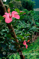 Una flor junto a los cafetales de la Hacienda cafetera San Alberto. (Buenavista, Quindío). 500.000 familias caficultoras colombianas, en 588 municipios en 20 departamentos de Colombia, se encuentra una extraordinaria diversidad de lenguajes, culturas y razas, la gente del café. El país cuenta con una gran variedad climática entre calor, frió, templado y helado dependiendo de la altitud en nuestras zonas cafeteras. Tiene costas en los océanos Pacífico y Atlántico. Las fuentes hídricas son múltiples y Colombia goza de lluvias bimodales que proveen una ventaja competitiva para la producción de café. El país es un paraíso de la biodiversidad en donde al rededor del café pasan cosas muy buenas gracias a los proyectos de Sostenibilidad En Acción.  Colombia es un país de contrastes. No sólo de contrastes geográficos, climáticos y naturales sino también de contraste culturales, de costumbres, tradiciones, creencias y formas de vida de acuerdo con la región en la que se habite. Sin embargo, alrededor del cultivo del café se han forjado una serie de firmes creencias y valores que tienen un gran impacto no sólo sobre la calidad final del café 100% Colombiano sino sobre la pasión y dedicación asociada con su cultivo. Para empezar es bueno recordar que existen más de 500,000 familias productoras de  café  habitan nuestro país desde las provincias que limitan con Ecuador, en el Sur, hasta aquellas que bordean el mar Caribe en el Norte. A lo largo de casi 3,000 kilómetros de valles interandinos, desde el extremo Sur hasta el extremo Norte de Colombia, viven los productores en nuestras regiones cafeteras. Como se observa en el siguiente mapa, en tierra del café en Colombia se cultiva un grano alta montaña, con plantaciones significativas en 16 departamentos de nuestro país, donde operan Comités Departamentales de Cafeteros. En su gran mayoría los cafeteros colombianos viven en pequeñas fincas o parcelas cuyos cultivos de café, en promedio, no superan las 2 hectáreas. Solamente algo más  del 5% de los productores colombianos de café tienen plantaciones de un tamaño superior a las 5 hectáreas. La reducida dimensión de sus cultivos ha permitido mantener una vocación esencialmente familiar en la industria cafetera colombiana. La gente del café en Colombia tiene a la familia como una de sus prioridades y valores.