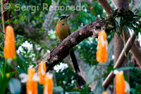 EL BARRANQUERO es un ave muy vistosa y hermosa que tiene una amplia distribucion en america , y en colombia principalmente habita los bosques subandinos, y bosques secos ,es una ave elegante de cola larga y tiene un color muy reluciente, el mas destacado azul , negro y verde , su nombre viene de la costrumbre de hacer nidos en los barrancos, por la posicion de estos dos ejemplares podemos apreciar bien su color de frente y de espalda. imagen tomada en una zona boscosa cerca a un rio al sur occidente de colombia. El barranquero (Momotus momota) es una especie de ave coraciiforme de la familia Momotidae que habita regiones las tropicales de México, América Central, Trinidad y Tobago y Sudamérica hasta el noroeste de Argentina. Es un ave grande, de aproximadamente 48 cm; se reconoce por su cabeza voluminosa, con una banda azul clara que rodea su coronilla negra y se vuelve morada en la nuca; su pico es grueso y fuerte, ligeramente curvado con los bordes de la parte superior del pico aserrados; la cola es larga, de color negro por debajo, con la rectrices graduales, las centrales terminadas en forma de raqueta, que a veces menea con movimiento pendular.