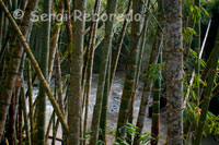 Trees by the River Otún as it passes through the outskirts of the city of Pereira. The river is a short river Otún Colombia, located in the department of Risaralda, born in Lake Otún, and empties into the Cauca River. Go through the city of Pereira. Takes in different protected areas like Los Nevados National Park, the Sanctuary of Fauna and Flora and Ucumarí Park. It is the only source of drinking water for the city of Pereira. Unfortunately this river has a high pollution in the section that is located in the city of Pereira because of the dumping of sewage and industrial.