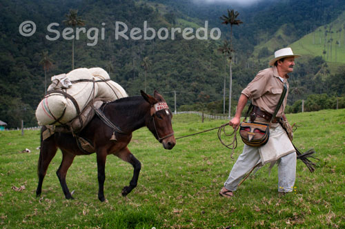 Vestit totalment al Joan Baldez, estigui home segueix promocionant el cafè colombià a la Vall de Cocora. El millor de Cocora A 11 Km del municipi de Salento, entre els 1800 i 2400 metres d'altura, amb un clima mitjana de 15, trobem un paratge de somni anomenat la Vall del Cocora, que significa Estrella d'Aigua. Hereta el seu nom de la princesa Cocora, filla del cacic Acaime, es diu d'aquest nom que és la onomatopeia del cant d'una au de la regió. El turó tutelar de la regió és el Turó de Morrogacho, centre ecològic de diversos hàbitats. A més en els seus voltants s'han descobert alguns cementiris indígenes. La fauna nativa més comú de la Vall és la Danta de Muntanya, Puma, Ós d'Anteojos, Còndor, Mandrós, Tucà Celeste, Tigre, Colibrí, etc. Un visitant de la Vall pot visitar reserves com Herència Verd, Bosc de Boira, La Muntanya, Acaime, etc. que corresponen a l'anomenat bosc alt andí que és bressol de l'Arbre Nacional de Colòmbia: el palmell de cera, declarat així per la Llei 61 de 1985. És el palmell més alta del món i la que creix a major altitud. Altres espècies de la flora de la Vall del Cocora són: el Pi Romerón, el Set Cuirs, Encenillo, Àrnica, La Puya, el Frailejón, etc.En l'any 2001 al Restaurant Boscos de Cocora va ser guardonat i reconegut en el departament del Quindío com l'establiment que més plats de truita ven al país i com un dels destins turístics més visitats en el Quindío. A l'establiment es venen diferents tipus de plats, però l'especialitat és la truita en les seves diferents preparacions, també s'ofereixen plats a la graella.