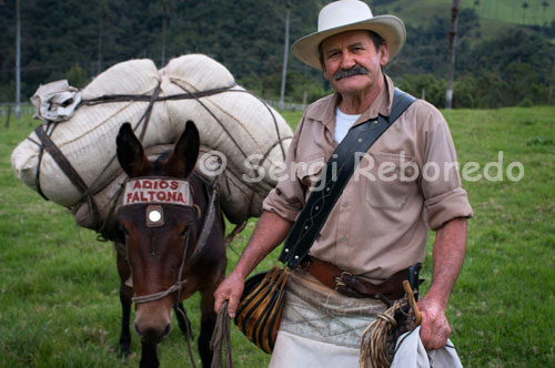 El arriero Marco Fidel Torres Con su mula y el típico letrero "Adiós Faltona" en el Parque Natural Valle de Cocora. Desde el municipio de Salento se puede observar El imponente Valle de Cocora, uno de los paisaje mas bellos del Quindío, que se encuentra enclavado entre las montañas de la Cordillera Central. Una carretera permie recorrerlo hasta determinado punto donde se encuentran restaurantes que ofrecen exquisitas truchas pescadas en la zona. Este Valle es cruzado por el río Quindío y sirve como escenario para la practica de baños naturales. Predomina en los alrededores la majestuosa Palma de Cera del Quindío, árbol nacional de Colombia que crece hasta 60 metros. El Valle de Cocora es la entrada al Parque Nacional Natural de los Nevados. 