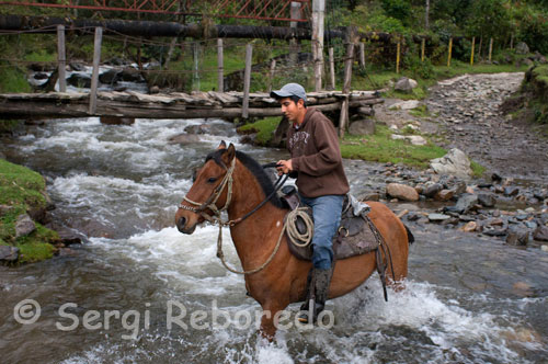 A horse for the Nature Valley Cocora in Quindío. The valley is a natural Cocora located in a mountain valley of the Cordillera Central of the Colombian Andes, specifically in the department of Quindio, being part of Los Nevados National Park. It is the main home of Colombia's national tree, palm wax Quindío (Ceroxylon quindiuense) and a wide variety of flora and fauna, much of it endangered, protected under national park status naturally. The valley and the nearby town of Salento, are among the main tourist destinations in Colombia.