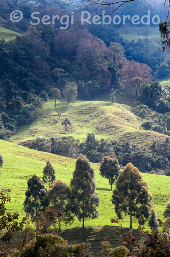 Lush vegetation in the Nature Valley Cocora. One of the landscapes that impressed me most about this country is the Cocora Valley, in the town of Salento, one of the input buffer and the Parque de los Nevados in the coffee region of Colombia. It is also the preamble to the cloud forest, where the wax palm grows, Ceroxylon quindiuense, the "national tree" of the country. This colony of palms, which is already announced in the fall of the top of the line to the city of Armenia, form a unique landscape of giant silent witness to the passing of time, as these require a palm up to 200 years reach their average height, which is 60m. To describe the feelings that evokes this place is almost impossible, at least for me. It is a mixture of awe and deep respect for the beauty of the natural world, and is also the kind of "walk" I prefer, as it not only allows the distraction inherent in any trip, but also allows intimate contact with most of history and national tradition, and with its wealth of flora and fauna. The palm wax is the yellow-eared parrot habitat, endangered species, as the palms were exploited for a long time to weave the popular classes used in Holy Week, for the celebration of Palm Sunday, a practice that until a couple years has begun to change. Since the plume is usable portion of the palm, they were lying to achieve causing serious havoc on the ecosystem of this beautiful bird.