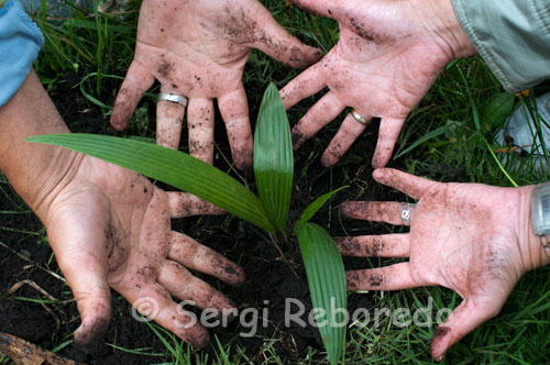 One activity that can be performed in the Valley of Cocora is planting a Palm wax, Ceroxylon quindiuense, the "national tree" of the country. This colony of palms, which is already announced in the fall of the top of the line to the city of Armenia, form a unique landscape of giant silent witness to the passing of time, as these require a palm up to 200 years reach their average height, which is 60m. The Wax Palm Quindío is National Tree of the Republic of Colombia. Its scientific name is "Ceroxylon Quindiuense". It is an impressive palm tree beauty, extraordinary strength and legendary longevity. Is unique to the Colombian Andes. It reaches heights of up to 70 meters. Was chosen as the National Tree of Colombia by the preparatory commission of the Third South American Botanical Congress, held in Bogota in 1949. Later it was officially adopted as a national symbol by law 61 of 1985. Family: Arecaceae (Palmae). Shape of the glass: Plume hemispherical, broad and thick. Color: Dark green to gray. Habit: Very high, reaching up to 70 meters high. Growth: Very slow to form the base of the stalk, then slow moderately safe. Trunk: Cylindrical, straight, smooth, covered with a layer of wax. Foliage: Dense. Bark: Smooth, whitish, with dark rings accented shaped scar left by the falling leaves. Leaves: pinnate and large. Flowers: in clusters, cream color. Fruit: In drupe globose, arranged in clusters of reddish when ripe.