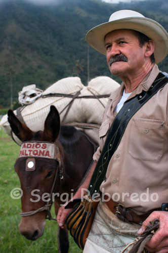 The carrier Marco Fidel Torres is practically a copy of the advertising of Juan Valdez cafes. Marco Fidel Torres, a true exponent of the mule. You can find and chat with him in the Cocora Valley. Is an expert. Reaching this amazing place is easy. From Armenia can take a bus to the town of Salento, these are available all day, as the influx of tourists is very high, people who come to see the amazing forest comprised of palms, or groups of persons intending to reach the park of nearly 8 h snowy road. Back in Salento should take a Yipao or yipeto, very common and representative of all the coffee, which will transport you into the valley. The area, one of the most beautiful in Colombia for its exceptional coffee landscapes, with fifths of clear and colorful colonial architecture, has become one of the country's most suitable for ecotourism, so it's easy to find farms that can be rented or restaurants-farm which offers trout grown in the area, which is another of the predominant economic activities. From there begins the journey to the cloud forest, a huge valley, populated only by palm wax, which will guide the traveler, as a silent guardian, to the first hills that herald the arrival and cloud forest, and where the traveler, depending on your physical reserves and curiosity, has to decide whether to go or stay, as the topography becomes increasingly broken.