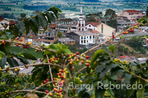 Cafetars costat del municipi Buenavista. Quindío. CAFE DE COLÒMBIA és la denominació que se li atorga al cafè 100% aràbic produït a les regions cafeteres de Colòmbia, delimitades entre la latitud Nord 1 ° a 11 ° 15, Longitud Oest 72 ° a 78 ° i rangs específics d'altitud que poden superar els 2.000 metres sobre el nivell del mar (msnm). Sorgeix de la particular combinació de diversos factors corresponents a la latitud i altitud de la terra del cafè a Colòmbia, els seus sòls, l'origen botànic de l'espècie i varietats de cafè produïdes, el clima caracteritzat pel doble pas de la Zona de Convergència Intertropical , la canviant topografia, la lluminositat, rang favorable de temperatures, una adequada quantitat i distribució de les pluges durant l'any i unes pràctiques culturals comunes que inclouen processos de recol · lecció selectiva i de transformació del fruit mitjançant el seu benefici, rentat i assecat. Aquests factors, de manera conjunta, condueixen a la producció d'un cafè excel · lent, suau, de tassa neta amb acidesa relativament alta, cos balancejat, aroma pronunciat i un perfil sensorial de gran qualitat. A més, l'arrelada tradició de la recol · lecció selectiva del Cafè de Colòmbia, el procediment de benefici o post collita per la via humida, el procés de l'assecat i la seva posterior classificació mitjançant la trilla, garanteixen l'òptima qualitat del producte. El Cafè de Colòmbia és sens dubte un cafè excel · lent, no només per la seva combinació i balanç d'atributs de qualitat, sinó per la unió dels productors colombians de cafè al voltant de la seva Federació Nacional de Cafeters, per dur a terme un esforç consistent des que el cafè va arribar a Colòmbia com una bonica història fins que es van desenvolupar els instruments de suport al producte des de l'arbre a la tassa. Darrere del producte Cafè de Colòmbia s'han unit no només els productors sinó els amos de marques 100% Colombià que són conscients de la importància de l'origen en un cafè no només des del punt de vista de la seva qualitat sinó des del punt de vista social i ambiental. Per als que processen, distribueixen i consumeixen cafè colombià és evident que el producte ha de tenir més d'una garantia d'origen â "€ per assegurar que efectivament vingui de la terra del caféâ" € ser produït i comercialitzat sota els valors d'honestedat, treball dur i benestar per al productor, que es troba immers en programes de sostenibilitat en acció. És així com els consumidors que aprecien el cafè com a molt més que una beguda, troben que consumint 100% cafè colombià no només els permet tenir accés a un referent mundial en el món de les begudes, sinó compartir els seus valors i interessos en noves comunitats que els permeten dir que porten les seves vides al 100%.