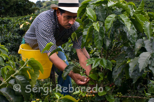 Un campesino recolecta el café en la Hacienda San Alberto. (Buenavista, Quindío). San Alberto plasma el trabajo de una familia que por mas de 35 años ha trabajado con pasión y dedicación para lograr ofrecer al mundo los mejores frutos de una tierra bendecida. En 1972 Gustavo Leyva Monroy compra la Hacienda La Alsacia, y ésta adquiere el nombre de San Alberto, en honor a su hijo Gustavo Alberto, quien murió en un accidente aéreo. No existe plena certeza sobre las condiciones en que llegó el café a Colombia. Los indicios históricos señalan que los jesuitas trajeron semillas del grano a la Nueva Granada hacia 1730, pero existen distintas versiones al respecto. La tradición dice que las semillas de café llegaron por el oriente del país, portadas por algún viajero desde las Guyanas y a través de Venezuela. El testimonio escrito más antiguo de la presencia del cafeto en Colombia se le atribuye al sacerdote jesuita José Gumilla. En su libro El Orinoco Ilustrado (1730) registró su presencia en la misión de Santa Teresa de Tabajé, próxima a la desembocadura del río Meta en el Orinoco. El segundo testimonio escrito pertenece al arzobispo-virrey Caballero y Góngora (1787) quien en un informe a las autoridades españolas registró su cultivo en regiones cercanas a Girón (Santander) y a  Muzo (Boyacá). Los primeros cultivos de café crecieron en la zona oriental del país. En 1835 tuvo lugar la primera producción comercial y los registros muestran que los primeros 2.560 sacos se exportaron desde la aduana de Cúcuta, en la frontera con Venezuela. De acuerdo con testimonios de la época se le atribuye a Francisco Romero, un sacerdote que imponía durante la confesión a los feligreses de la población de Salazar de las Palmas la penitencia de sembrar café,  un gran impulso en la propagación del cultivo del grano en esta zona del país.  Estas semillas habrían permitido la presencia de café en los departamentos de Santander y Norte de Santander, en el nororiente del país, con su consecuente propagación, a partir de 1850, hacia el centro y el occidente a través de Cundinamarca, Antioquia y la zona del antiguo Caldas (ver mapa Arribo y expansión del café en Colombia). 