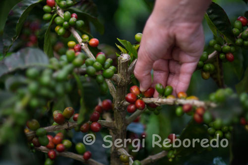 Recolección del café en la Hacienda San Alberto. (Buenavista, Quindío). Café San Alberto goza de un sabor y aroma exclusivo, gracias a las excelentes cualidades geográficas y climáticas de su hacienda productora, ubicada en Buenavista, Quindio, a 1500 mts del nivel del mar. Allí confluyen vientos calientes del valle del Quindío y fríos de la Cordillera Central Colombiana. El 100% de la producción de Café San Alberto proviene de frutos de la tierra de la Hacienda, donde además se ejecuta el proceso de la Quintuple Selección. Como se puede observar, el café en Colombia se cultiva en las diferentes vertientes de las tres ramas de la Cordillera de los Andes y en la Sierra Nevada de Santa Marta, que recorren la totalidad del país desde la costa caribeña, al Norte, hasta la frontera de Colombia con Ecuador, al Sur. Sin embargo, en la práctica el cultivo y la recolección del café se extienden en una zona que oscila entre 850.000 y 900.000 hectáreas. Otras áreas en las que se podría producir café se dedican al mantenimiento de bosques naturales y a otras actividades agrícolas. Si quiere conocer más sobre las regiones y personas que cultivan el café en Colombia por favor visite la tierra del café. Otros factores ambientales asociados con la temperatura a la que crece el cultivo son también determinantes para obtener una bebida de calidad superior. La cercanía a la línea ecuatorial genera una exposición a la radiación solar que influye en las temperaturas medias que se registran en las vertientes montañosas de Colombia. En estas especiales condiciones se registra la existencia de microclimas y condiciones que favorecen al cultivo del café de alta calidad. En las alturas del trópico se presentan temperaturas medias, sin variaciones extremas durante el año. 