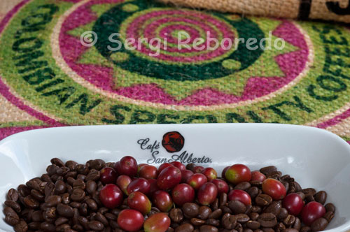 Diferentes granos de café, antes y después del tueste en la Hacienda San Alberto. (Buenavista, Quindío).   Café San Alberto, con el fin de garantizar un sabor exquisito y distintivo, que capitalice las mejores características del terroir, es producido bajo los requerimientos de la Quíntuple Selección. Dicho proceso fue diseñado en la Hacienda San Alberto.  Es un proceso manual donde cada grano que será usado para la elaboración del café tostado San Alberto pasa por cinco fases de seleccion. Asi garantiza un café con sabor insuperable, característico y consistente.  Paso 1: Recolección de frutos maduros en su punto optimo de maduración. Paso 2: Selección manual y descarte de frutos verdes, sobremaduros y defectuosos. Paso 3: Selección manual de almendras sanas y de óptima calidad para el secado Paso 4: Selección de granos verdes de acuerdo a su tamaño Paso 5: Selección del mejor lote mediante prueba de taza, en la que el catador prueba el café para garantizar que efectivamente el lote que va a ser tostado sea fiel representación de las características y atributos del Café San Alberto. El régimen térmico, regulado en Colombia por la altitud asociada con montañas que se elevan a más de 5,000 metros de altura, permite que las temperaturas medias donde se cultiva el café varíen en un rango favorable de 18° a 24° C. Bajo estas temperaturas se hace viable el cultivo del café y se evita la ocurrencia de heladas. Por consiguiente, en la Zona Cafetera Colombiana, las temperaturas están dentro del rango óptimo para el crecimiento del café, sin llegar a experimentar valores extremos (temperaturas muy altas o heladas) que detengan las funciones de desarrollo normales. Los contrastes de temperatura durante el día y de temperatura a través del año también favorecen la generación de azúcares y otros compuestos en el fruto de café que desarrollan, durante la industrialización, atributos apreciados como son la acidez y un cuerpo balanceado. 