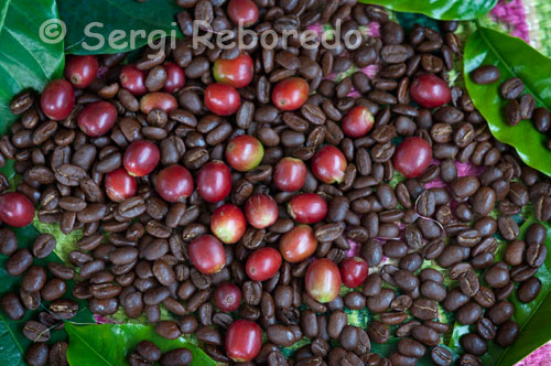 Grans de cafè mòlts al costat d'altres que encara no han estat torrats en l'Eix Cafeter. L'Eix Cafetero no només és el lloc on es produeix la meitat del exquisit cafè colombià, sinó que és també la segona destinació turística de Colòmbia, després de la costa Atlàntica. Els tres departaments que l'integren-Caldes, Risaralda i Quindío-componen una ecoregió ondulada per belles muntanyes verdes, en la qual els cafetars estan tot just esquitxats per senzills allotjaments i interessants llocs recreatius. Prop de 300 finques ofereixen allotjament a l'àrea. Moltes es troben en operació, i diverses han rebut una distinció del Club d'Hisendes del Cafè: un o dos grans que fan de estrelles. Algunes conserven les façanes colonials i ofereixen passejades pels seus sembrats de cafè i d'altres fruits, que després es transformen en exquisits platillos i sucs naturals. La naturalesa sembla infinita fins que una o altra població obstrueix la perspectiva. Aquestes traves són, respectivament: Manizales, centre de l'acadèmia i la cultura; Pereira, propietària del comerç i de l'entreteniment nocturn, i Quindío, destí principal de la zona per la seva èmfasi turístic i ambiental. Per Quindío començarem, doncs aquí hi ha els parcs temàtics del cafè i de la cultura agropecuària, la promesa infalible de diversió.