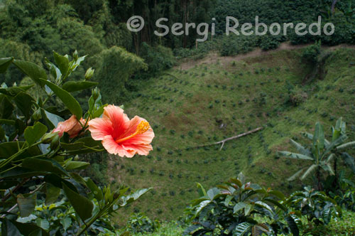 Plantaciones de café en la Finca cafetera San Alberto. (Buenavista, Quindío). Para dimensionar la importancia del trabajo del productor cafetero colombiano y el de su familia, bien vale la pena recordar que para producir una libra de café tostado de Café de Colombia de 500 g  es en primer lugar necesario seleccionar  cerca de 1,900 cerezas o frutos de café (en óptimo estado de madurez. La selección y beneficio (proceso de post cosecha que incluye despulpado, lavado y secado) de las cerezas de café constituye, sin duda, uno de los trabajos más arduos, minuciosos y personalizados de toda la cadena de producción de café. Es en estos procesos donde se decide obtiene un café de calidad. Basta recordar que  para recolectar el número de frutos maduros necesario para obtener  una libra de café tostado es necesario esperar pacientemente a que 1 árbol de café produzca, durante todo un  año, el número de cerezas requerido. En el caso de las variedades menos productivas, que producen café a la sombra, es necesario obtener los frutos de más de 2 árboles de café durante el mismo año para obtener la misma libra de café tostado. El arte de producir un buen Café Colombiano con recolección y beneficio selectivos es sin duda un trabajo artesanal y paciente que pocos consumidores conocen y valoran en su justa dimensión. 