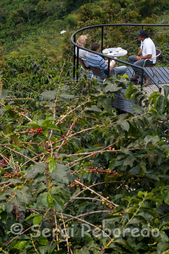 Uns alemanys degusten cafè a la Hisenda cafetera Sant Albert després d'haver fet un tast. (Buenavista, Quindío). Una família productora de cafè a Colòmbia té una producció mitjana de l'equivalent a 1,400 quilos de cafè verd a l'any, és a dir unes 2,360 lliures de 500 g. Per produir aquest volum de cafè cal seleccionar en els processos de recol · lecció, l'equivalent a prop de 5.2 milions de cireres de cafè, les quals a més s'han de rentar i assecar-se per obtenir un producte de qualitat, rebutjant els grans defectuosos en aquest procés. Al final d'aquests treballs inicials s'obté l'anomenat cafè pergamí. És en aquest punt en què gran part dels productors porten el seu producte a la xarxa de comercialització interna a Colòmbia. El gra sec pergamí es trilla per retirar la capa groga que el recobreix i obtenir el cafè verd a ametlla. Un cop retirat el pergamí a les trilladores, el gra es selecciona i classifica acuradament, tenint en compte la seva grandària, pes, color i aparença física (defectes). Aquest cafè ametlla és el insumo per a l'elaboració del cafè torrat, del cafè soluble i dels extractes de cafè dels processos d'industrialització del cafè, i es caracteritza pel seu color verd, una olor característica de cafè fresc i una humitat mitjana del 10 al 12%. Perquè aquest cafè verd sigui exportat ha hagut de passar per diferents punts d'anàlisi de qualitat sensorial, granulometria i humitat d'acord amb les regulacions vigents a Colòmbia (vegeu regulació nacional). Un cafè colombià només pot exportar si compleix els paràmetres mínims de qualitat vigents, els quals són revisats en tots els ports des d'on s'exporta cafè a Colòmbia. Aquesta tasca la realitza Almacafé.