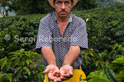 Un recol · lector mostra com es recol · lecta el cafè gra a gra a la Hisenda cafetera Sant Albert. (Buenavista, Quindío). Per assegurar la qualitat, els esforços dels cafeters colombians no acaben en el seu territori. A través del Programa 100% Colombià empreses torradores de tots els continents compren el seu cafè verd colombià i el venen sota les seves marques 100% colombià a consumidors a tot el món. A cadascuna d'aquestes marques se li fa un seguiment de qualitat en laboratoris de qualitat, en diferents continents, per assegurar que el producte és consistent amb els estàndards de qualitat requerits i que compleix amb les regulacions de garantia d'origen per al cafè torrat i embalatge per tercers. El Cafè Colombià també pot arribar a la seva tassa en una cafeteria o restaurant que compri o utilitzi cafè torrat colombià. Els cafeters de Colòmbia, buscant generar major coneixement de l'esforç i el seu origen, també han desenvolupat les seves botigues de cafè Juan Valdez per tal de promocionar el seu producte i portar al consumidor un missatge amable associat amb el seu esforç, respecte i dedicació per la beguda . Es pot dir que abans de l'exportació, un lot de cafè colombià es va a verificar en diversos punts on s'analitza i avalua la seva qualitat, des de la finca fins al port d'exportació. Addicionalment, a través de companyies especialitzades de mostreig i laboratoris contractats per a tal efecte, es realitzen anàlisis en tots els continents de marques de cafè colombià processades i distribuïdes per tercers en tots els continents. Anualment es realitzen al voltant de 1,200 anàlisi de qualitat l'any d'aquest tipus. Colòmbia s'ha convertit en un referent mundial en termes de cafè per la seva obsessió per construir un sistema d'assegurament de la qualitat per al seu producte que va des de la llavor de l'arbre, associada amb el treball de Cenicafé, fins a la tassa de cafè 100% Colombià , que arriba a milions de consumidors a tot el món.