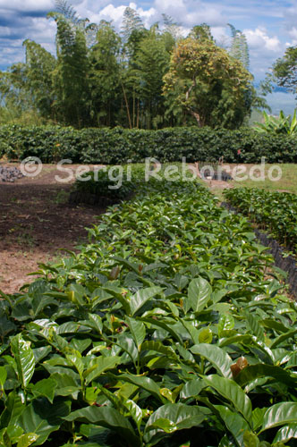 Esquejes de platas de café en la Hacienda cafetera San Alberto. (Buenavista, Quindío). En el proceso de llevar a una deliciosa taza de café colombiano a millones de consumidores en el mundo no es fácil. Del árbol a la taza se requiere el esfuerzo y dedicación de centenares de miles de familias productoras de café en Colombia cuyos tamaños de parcelas son inferiores a dos hectáreas. Adicionalmente, el esfuerzo conjunto de las personas que se dedican a las labores de trilla, transporte y almacenamiento del café, así como de su industrialización y distribución de marcas 100% colombiano, hacen la diferencia para llevar a consumidores de todo el mundo un café sobresaliente. Detrás del café colombiano sin embargo no sólo hay un esfuerzo continuo por respaldar la calidad; existe una historia no muy conocida de cómo la gente del café en Colombia se unió para superar retos y buscar objetivos comunes que no hubiesen podido lograr individualmente. La tierra del café en Colombia no sólo se destaca por poseer   condiciones extremadamente favorables para producir un café de montaña de alta calidad: también impuso retos logísticos y favoreció la necesidad de buscar estrategias que favorecieran a las comunidades rurales  y su calidad de vida. Es así como nació la unión en torno a la  Federación Nacional de Cafeteros (FNC) y a sus diferentes programas de sostenibilidad en acción.   Quienes disfrutan consumiendo 100% café colombiano saben que detrás de un producto de alta calidad hay un esfuerzo común y unos valores de sacrificio, honestidad y acción colectiva que hacen del producto no sólo 100% desde el punto de vista del origen y calidad, sino que lo hacen ideal para la gente 100% que existe en todo el mundo. 