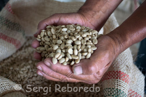Dried coffee beans ready for roasting coffee at the Hacienda San Alberto. (Buenavista, Quindio). The Café de Colombia is a 100% Arabica coffee, soft washing, which grows in the mountainous Colombian Coffee and meets the requirements determined by the National Committee of Coffee Growers. Processed, the Café de Colombia is a soft drink, clean cup, acidity and body with medium / high, pronounced aroma and complete. In different regions producing the Colombia Coffee cup with different profiles, the presence and intensity depends on factors such as average temperature, soil, and type of roast, among others. Through the tasting procedure used to find and assess all the sensory characteristics that define a coffee, you can identify the essential flavors and the degree of desired attributes that satisfy the tastes of discerning consumers. Always be a Colombian coffee that suits your tastes and needs. You just have to find it. Considering that coffee is a 100% natural and meets consumer needs often hedonic, special care must be taken in its preparation and storage, being a highly sensitive to temperature, oxygen from air, moisture, and odors.
