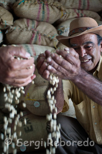 Granero en la Hisenda cafetera Sant Albert en el qual es guarden els sacs plens de cafè que s'envien als diferents països per ser torrats i empaquetats. (Buenavista, Quindío). Per començar, cal recordar que la higiene és vital. Tot l'equip i els estris s'han de mantenir completament nets. El cafè té un important contingut de greix i qualsevol residu es torna ranci ràpidament. L'equip ha de ser rentat regularment. Qualsevol sabó que s'usi per rentar l'equip ha de esbandir completament. Cada preparació té unes condicions particulars. Cal tenir en compte que la selecció del tipus de tostión i mòlta del Cafè de Colòmbia a emprar, ha de ser conseqüent amb el mètode de preparació. La cafetera s'ha de preescalfar prèviament amb aigua calenta. Afegeix aigua acabada de bullir sobre el cafè que s'ha dipositat en el recipient de vidre; es pot barrejar una mica amb una cullera perquè tot el cafè s'humitegi, i es deixa reposar uns 6 minuts. Quan el cafè està llest es va baixant el èmbol lentament cap al fons per separar la beguda. Es recomana per a aquest tipus de preparació utilitzar Cafè de Colòmbia amb un tipus de mòlta mitjana i de tostión fosca. És important escalfar els recipients amb aigua calenta, col · locar filtres a la canastreta i mesurar una cullerada de cafè per cada tassa a preparar; s'aboca una petita quantitat d'aigua acabada de bullir per humitejar. Es finalitza l'abocament de l'aigua passant-la per tota l'àrea del cafè. Es retira el filtre i se serveix immediatament. Es recomana per a aquest tipus de preparació utilitzar Cafè de Colòmbia amb un tipus de mòlta mitjana i de tostión mitjana. La cafetera consta d'un contenidor d'aigua amb una resistència per escalfar, el portafiltre, la gerra, i una placa calefactora. Per preparar el cafè, primer s'ha de omplir el contenidor amb aigua fins a la mesura de les tasses que es van a preparar. Després col · locarem el filtre amb el cafè de mòlt mitjà en el portafiltre. Es posa la gerra sota del portafiltre i es connecta a la corrent perquè comenci l'extracció. És recomanable que la cafetera posseeixi vàlvula antigoteig, per evitar la caiguda de beguda a la placa calefactora quan es retira la gerra. Mai retiri el cafè abans que finalitzi totalment l'extracció, per assegurar que la dilució mitjana sigui l'esperada. Es recomana per a aquest tipus de preparació utilitzar Cafè de Colòmbia amb un tipus de mòlta mitjana i de tostión mitja / fosca. Es descargola la part superior de la cafetera, de la base, es retira el filtre i s'omple la base amb aigua fresca fins a la vàlvula de seguretat. Omplir completament el filtre amb cafè mòlt mitjà-fi i col · locar de nou a la base. Ajustar fermament la part superior a la base i col · locar la cafetera a foc moderat. Al bullir la pressió farà pujar l'aigua a través del cafè, extraient el seu sabor. En escoltar el borbolleig la beguda estarà a punt. Es retira del foc i se serveix. Es recomana per a aquest tipus de preparació utilitzar Cafè de Colòmbia amb un tipus de mòlta fina i de tostión fosca. El sistema de preparació és simple: es posa una cullerada gran plena de Cafè i una mica més de dues tasses d'aigua. El Cafè ha de tenir una mòlta molt fina, gairebé pols - més fina que l'empleada per preparacions espresso. També és freqüent que s'afegeixin dues cullerades petites de sucre, encara que sempre es pregunta abans de la preparació. Això és a causa que el sucre s'ha d'afegir abans de la infusió, ja que després es remou tot el pòsit. Un cop tot preparat, es col · loca el recipient al foc fins que comença a bullir, moment en que es retira del foc durant un parell de minuts i es repeteix aquesta operació tres vegades. Després s'aboca tot a la tassa i es deixa reposar fins que els pòsits s'han assentat per poder beure el cafè. Si el cafè està ben preparat, en buidar-se en la tassa ha de quedar una lleugera crema a la part superior. Es recomana per a aquest tipus de preparació utilitzar Cafè de Colòmbia amb un tipus de mòlta molt fina i de tostión fosca.