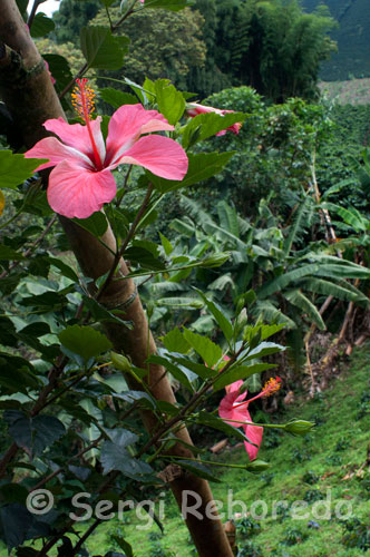 Una flor junto a los cafetales de la Hacienda cafetera San Alberto. (Buenavista, Quindío). 500.000 familias caficultoras colombianas, en 588 municipios en 20 departamentos de Colombia, se encuentra una extraordinaria diversidad de lenguajes, culturas y razas, la gente del café. El país cuenta con una gran variedad climática entre calor, frió, templado y helado dependiendo de la altitud en nuestras zonas cafeteras. Tiene costas en los océanos Pacífico y Atlántico. Las fuentes hídricas son múltiples y Colombia goza de lluvias bimodales que proveen una ventaja competitiva para la producción de café. El país es un paraíso de la biodiversidad en donde al rededor del café pasan cosas muy buenas gracias a los proyectos de Sostenibilidad En Acción.  Colombia es un país de contrastes. No sólo de contrastes geográficos, climáticos y naturales sino también de contraste culturales, de costumbres, tradiciones, creencias y formas de vida de acuerdo con la región en la que se habite. Sin embargo, alrededor del cultivo del café se han forjado una serie de firmes creencias y valores que tienen un gran impacto no sólo sobre la calidad final del café 100% Colombiano sino sobre la pasión y dedicación asociada con su cultivo. Para empezar es bueno recordar que existen más de 500,000 familias productoras de  café  habitan nuestro país desde las provincias que limitan con Ecuador, en el Sur, hasta aquellas que bordean el mar Caribe en el Norte. A lo largo de casi 3,000 kilómetros de valles interandinos, desde el extremo Sur hasta el extremo Norte de Colombia, viven los productores en nuestras regiones cafeteras. Como se observa en el siguiente mapa, en tierra del café en Colombia se cultiva un grano alta montaña, con plantaciones significativas en 16 departamentos de nuestro país, donde operan Comités Departamentales de Cafeteros. En su gran mayoría los cafeteros colombianos viven en pequeñas fincas o parcelas cuyos cultivos de café, en promedio, no superan las 2 hectáreas. Solamente algo más  del 5% de los productores colombianos de café tienen plantaciones de un tamaño superior a las 5 hectáreas. La reducida dimensión de sus cultivos ha permitido mantener una vocación esencialmente familiar en la industria cafetera colombiana. La gente del café en Colombia tiene a la familia como una de sus prioridades y valores. 