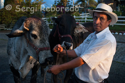 A farmer keeps cattle under cover at sunset near Manizales. Manizales is the capital of Caldas. It is a city in central western Colombia, located in the Central Cordillera of the Andes, near the Nevado del Ruiz. It is part of the call and the call paisa region Golden Triangle, has a population of 430,389 inhabitants according to official population projections for 2011, its metropolitan area encompassing the municipalities of Manizales, Neira, Villamaria, Palestine and Chinchiná comes to a population of 768,200 inhabitants. It belongs, along with Risaralda, Quindio, the North Valley and southwestern Antioquia of Colombian coffee. Founded in 1849 by settlers from Antioquia, today is a city with economic, industrial, cultural and turísticas.4 of cultural activity is to highlight the Manizales Fair and the International Theatre Festival of Manizales. Manizales is called the "City of Doors Open" thanks to the friendly people. Also known as "Manizales of the Soul" because of a pasodoble bull that bears his name and as "The World Capital of Water" by its large water resources.