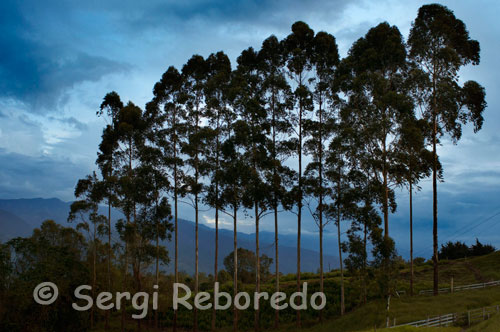 Landscape by the National Park of Los Nevados. The National Natural Park encompasses one of the Nevados of the mountain complex of Colombia. Located in the Midwest, has five snow: the Nevado del Ruiz, Nevado del Cisne, Nevado de Santa Isabel, Nevado del Quindio and the Nevado del Tolima, making it one of the sites most tourists want to visit. The park covers 58,300 hectares and its visitors can enjoy: the Nevado del Ruiz at 5,300 meters, the Nevado del Tolima at 5,200 meters, the Nevado Santa Isabel to 4,950 meters, the Nevado del Cisne at 4,800 meters, the Nevado del Quindío to 4,800 meters, the Laguna del Otún at 3,900 meters, the Hot Springs Ruiz at 3600 meters, the Hot Springs Ranch at 2600 m and the Cascade m.s.n.m. Gualí to 4000, among others. The park has two camping areas established, one located in Los Arenales del Ruiz and the other in the area of Lake Otún. Those wishing to visit should wear proper clothing for cold weather, waterproof, flashlight, hat, rubber boots, hat, scarf, wool gloves, sunglasses with UV filter and trash bags. In the park there is no provisioning site. Those who go camping, carry the whole team for high mountain and gas stove. To ascend to the peaks, plus a special permit required, bring the proper equipment. If there are people in the group who do not have enough experience is better to have a specialist guide in the mountains. More information on the Special Administrative Unit of the National Park System, the Ministry of the Environment, located in Bogota (Carrera 10 No. 20-30 Floor 4. Phones: 2431634 to 2433095).    