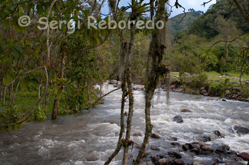 Aguas del río “Arriba” en el Valle de Cocora. Para llegar a Cocora se toma una carretera que tiene pavimentado el tramo inicial, unos 8 km desde Salento, luego son cerca de 4 km de vía destapada, pero transitable. La estación obligada es el sitio llamado La Truchera, compuesto por varios restaurantes y su menú estrella: la trucha. Cualquiera de ellos es muy buena opción para almorzar. Algunos tienen cafés, artesanías, juegos para niños y zona de camping. Aquí ya se ve la famosa palma de cera, árbol nacional de Colombia cuya altura supera los 60 m. Es en La Truchera donde se escoge entre agradables caminatas por diferentes senderos que ascienden a la montaña, o exigentes travesías como la que se hace a Morrogacho. Estas rutas también se disfrutan por medio de cabalgatas con dirección a las reservas bosque de niebla, Herencia Verde o Estrella de Agua, entre más puntos de interés ecoturístico. Las cabalgatas duran desde una hasta ocho horas. Hay que estar atento detallando el entorno, entre otras cosas, por ser un corredor crucial para el avistamiento de aves. Los paisajes y escenarios vistos en el viaje constituyen el mismo marco para el camino de regreso. Al retornar hay que resolver los asuntos que quedaron pendientes en el trayecto de ida: el consumo de una exclusiva trucha en salsa de champiñones, un patacón gigante, un merengón o un aborrajado de plátano con queso y bocadillo. También la compra de artesanías en la calle Real de Salento o una vuelta al pueblo a bordo de un atiborrado yipao o sobre el lomo de un caballo. Con los mejores recuerdos, desde esta localidad esperan 25 km de regreso a Armenia.