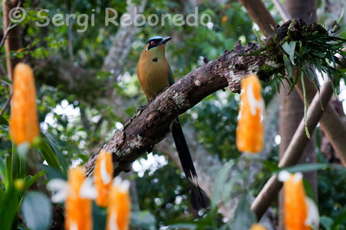 EL BARRANQUERO es un ave muy vistosa y hermosa que tiene una amplia distribucion en america , y en colombia principalmente habita los bosques subandinos, y bosques secos ,es una ave elegante de cola larga y tiene un color muy reluciente, el mas destacado azul , negro y verde , su nombre viene de la costrumbre de hacer nidos en los barrancos, por la posicion de estos dos ejemplares podemos apreciar bien su color de frente y de espalda. imagen tomada en una zona boscosa cerca a un rio al sur occidente de colombia. El barranquero (Momotus momota) es una especie de ave coraciiforme de la familia Momotidae que habita regiones las tropicales de México, América Central, Trinidad y Tobago y Sudamérica hasta el noroeste de Argentina. Es un ave grande, de aproximadamente 48 cm; se reconoce por su cabeza voluminosa, con una banda azul clara que rodea su coronilla negra y se vuelve morada en la nuca; su pico es grueso y fuerte, ligeramente curvado con los bordes de la parte superior del pico aserrados; la cola es larga, de color negro por debajo, con la rectrices graduales, las centrales terminadas en forma de raqueta, que a veces menea con movimiento pendular. 