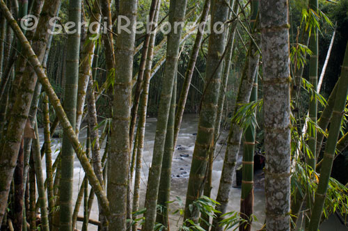 Arboles junto al Río Otún a su paso por las afueras de la ciudad de Pereira. El río Otún es un corto río colombiano, ubicado en el departamento del Risaralda, que nace en la Laguna del Otún, y desemboca en el río Cauca. Atraviesa la ciudad de Pereira. Recorre diferentes zonas protegidas como el Parque Nacional Natural Los Nevados, el Santuario de Fauna y Flora y el Parque Ucumarí. Es la única fuente de abastecimiento de agua potable para la ciudad de Pereira. Lastimosamente este río presenta una gran contaminación en el tramo que se encuentra localizado en la ciudad de Pereira a causa del vertido de aguas residuales e industriales. 