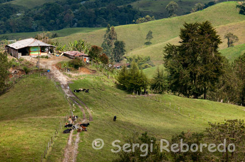 Some farms located next to the Mirador de Filandia. The viewpoint is in the midst of Ecopark Illuminated Hill, with a height of 19 meters, was built in mangrove and Zapan Chanu. At its base there is a body of water made butterfly shaped stained glass as a tribute to the hundreds of species that inhabit this area. This imposing building, which opened in 2008, offers the public the Gull Café, a place to find the best recipes for this grain, making coffee tasting and eating an organic product which only produced 2000 kilos per month.