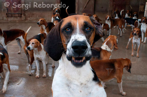 CHEVERNY, UN TESORO PARA LOS AMANTES DE TINTIN Este castillo posee una perrera con setenta espléndidos ejemplares de perros adiestrados para la caza. Con bastante asiduidad, los propietarios de Chaverny organizan cacerías con bastante renombre entre los entendidos. No muy lejos de la perrera se encuentra una exposición permanente sobre Tintin y los secretos de Moulinsart ,en la que para muchos destaca especialmente la similitud de las fotografías de personajes reales y los de comic ilustrados por Hergé.