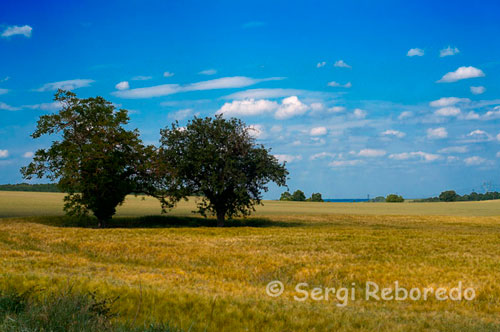 Bucolic countryside on the way bike Fontevraud Saumur. Twenty miles of bicycle from Fontevraud and arrived at the gates of Saumur, a small town at the gates of the Loire.