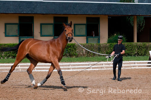 Ecole Nationale d'Equitation (www.cadrenoir.fr), where one of the few riding schools in Europe.