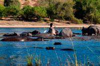 Des Victoria Falls és possible visitar el Botswana. Específicament el Parc Nacional de Chobe. Els hipopòtams són enormes criatures generalment vist flotant a l'aigua o escoltat fent un soroll de tipus de riure profunda - un estrany so a la nit. S'alimenten de la terra, però generalment ho fan quan és fosc. És estrany veure un hipopòtam caminar durant el dia i quan ho fa en general és perquè s'estan morint de fam. Aquesta foto va ser presa a la vora del riu Chobe. Ens anàvem en un creuer del riu, gaudint de la brisa i veure centenars d'elefants van a l'aigua per a una beguda i un bany, o fins i tot un bany de fang. I després hi havia. Prop d'una dotzena hipopòtams forrajeo a la gespa d'una illa. Va ser gairebé al final de l'estació seca i la vegetació va ser molt limitada, d'aquí la raó per la qual van sorgir des de l'aigua durant el dia.