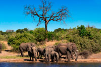 Des Victoria Falls és possible visitar el Botswana . Específicament el Parc Nacional de Chobe . Chobe - The Elephant capital d'Àfrica. Les poblacions massives elefant , safaris vaixell , creuers al capvespre , safari lodges davant del riu i les unitats de joc d'alta qualitat s'han posicionat fermament el Parc Nacional de Chobe com una destinació de "visita obligada " per a qualsevol entusiasta de safari inquisitiva . Parc Nacional de Chobe és famós pels seus elefants . L'última enquesta sobre la població d'elefants s'estima que sigui 120 000 - la concentració d'elefants més alta d'Àfrica i la major població d'elefants supervivents contínua a la Terra . Els elefants al Chobe són Kalahari elefants i tenen la mida més gran de qualsevol elefant , però això no dissuadeix els lleons Chobe que són famosos per ser capaç d'enderrocar elefants , cosa que la majoria lleons ni tan sols es molestarien a intentar . La majoria dels nostres lodges de safari de luxe escollits frontal al riu Chobe i oferta capvespre safaris riu al llarg del riu Chobe . El joc es veu des del riu és excel · lent , amb l'enorme diversitat de vida silvestre de Chobe accessible des d'una perspectiva diferent per estimular la ment inquisitiva i tolerar una nova perspectiva sobre la nostra fràgil terra.