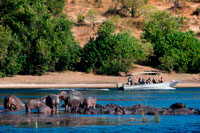 Des Victoria Falls és possible visitar el Botswana . Específicament el Parc Nacional de Chobe . Hipopòtams per exemple es veuen sovint a la vora pantanoses del riu Chobe . Com ens creuer a prop de la riba del riu , vam veure grups de més de vint hipopòtams arraulits junts , un prop d'un altre com una forma de defensa contra els depredadors . Amb els seus ventres voluminosos i cames curtes i grosses , aquests animals tot just s'assemblava al que eren capaços de fer mal a ningú - però com va dir Bernard , "Els hipopòtams maten al major nombre d'éssers humans cada any , són un dels animals més perillosos d'Àfrica. " l'àrea de Savuti Marsh , 10.878 quilòmetres ² gran, constitueix el tram occidental del parc ( 50 km al nord de Mababe Gate ) . El Savuti Marsh és la relíquia d'un gran llac interior la aigua de subministrament es va tallar fa molt temps pels moviments tectònics . Avui dia el pantà és alimentat pel Canal de Savuti erràtica , que s'asseca durant llargs períodes després curiosament flueix de nou, una conseqüència de l'activitat tectònica de la zona . En l'actualitat està fluint de nou i al gener de 2010 va arribar a Savuti Marsh , per primera vegada des de 1982.