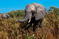 Desde Victoria Falls es posible visitar el cercano Botswana. Específicamente el Parque Nacional de Chobe . El río Chobe es famoso por sus concentraciones de vida silvestre , especialmente los elefantes ... y en particular durante la estación seca, los animales se reúnen en sus miles a lo largo del río en busca de agua . Lo que muchos visitantes de Chobe extrañan cuando están rodeados por una multitud de vida silvestre es la intimidad en bruto de la temporada que ha causado tantos animales que se reúnen . El calor es una presencia constante durante el día, pero las trampas de la safari moderno asegurar la protección y el confort de los elementos - y un aspecto importante de la selva es olvidada . Ver a una manada de elefantes se dirigen al agua a través de la temporada de paisaje seco del desierto del norte de Botswana es una de mis imágenes más perdurables de Chobe . Durante la estación seca el río Chobe ofrece un salvavidas para las grandes manadas de elefantes de Botswana y viajan grandes distancias cada día a través del desierto desecado desde y hacia las aguas permanentes del río.