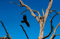 Desde Victoria Falls es posible visitar el cercano Botswana. Específicamente el Parque Nacional de Chobe . El río Chobe forma la frontera norte de Botswana con Namibia y la frontera del sur de África . Su agua ayuda a mantener una exuberante variedad y rica llanura de inundación de hábitats vitales para la multitud de animales que habitan en el Parque Nacional de Chobe . No es sorprendente que todo el parque y complejo río se han convertido en un área de observación de aves en casa. Recientemente estuve allí para presenciar y fotografiar la migración masiva de elefantes que se mueven hacia el norte de Botswana desde el árido desierto de Kalahari como la estación seca comienza a hacer sentir su presencia . El Águila africana de pescado es una especie ubicado en el género Haliaeetus ( águilas marinas ) . El pariente más cercano African Fish Eagle parece ser el peligro crítico Madagascar Fish Eagle ( H. vociferoides ) . Como todas las especies de aguas águila pares , éste consiste en una especie de cabeza blanca ( el Águila de pescados africana ) y un uno -tan de cabeza. Estos son un antiguo linaje de águilas de mar , y como tal tienen garras oscuras , picos, y los ojos. Ambas especies tienen colas blancas , al menos parcialmente , incluso como juveniles . El nombre científico se deriva de Haliaeetus , Nueva latín significa " águila de mar " (de los haliaetos del griego clásico ) y vocifer se deriva de su nombre del género original, llamado así por el naturalista francés François Levaillant , quien lo llamó 'el vociferante '